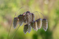 /album/foto-adriano/pianta-erba-tremolina-jpg/